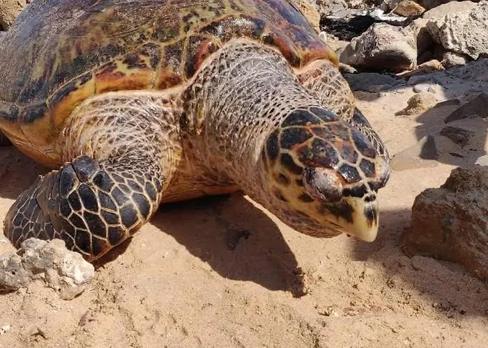 Turtles Resort- الغردقة